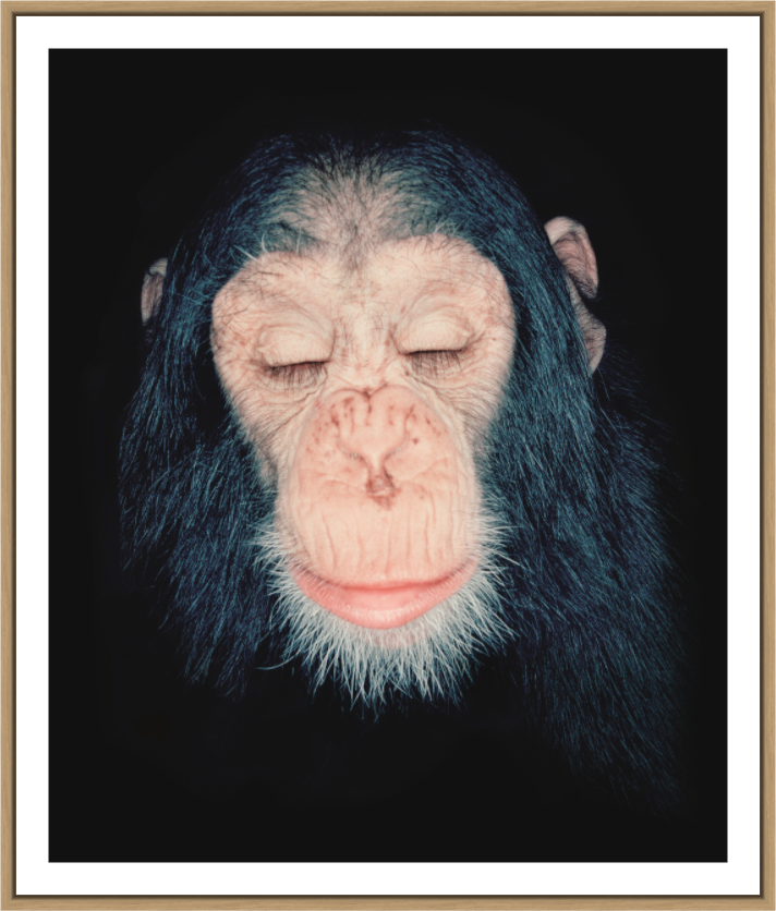 Chimpanzee Milandu, 1995 – animal portrait by Alfred Steffen

