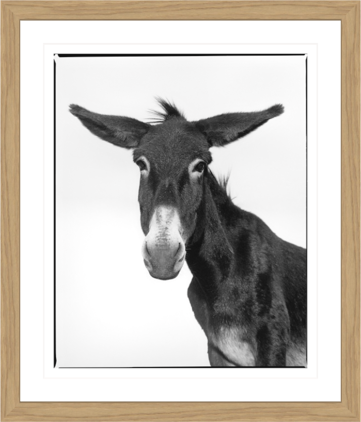 Donkey Giovanni, 1998 – animal portrait by Alfred Steffen
