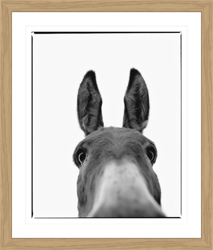 Donkey Quicky, 1998 – animal portrait by Alfred Steffen
