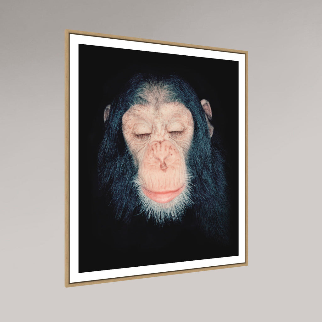 Chimpanzee Milandu, 1995 – animal portrait by Alfred Steffen
