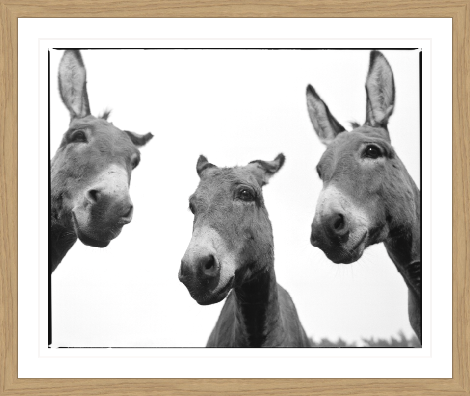 Donkey Rasmus, Pablo & Gonzo – animal portrait by Alfred Steffen
